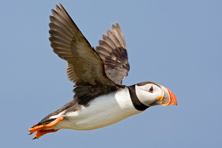 Papageitaucher Fratercula arctica Atlantic Puffin